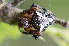 Verrucosa meridionalis