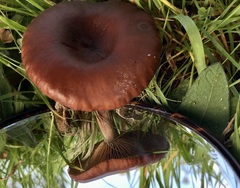 Pseudoclitocybe cyathiformis