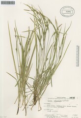 Carex oligocarpa