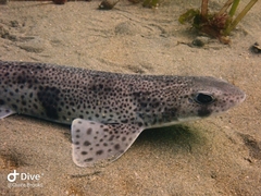 Scyliorhinus canicula