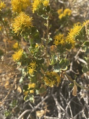 Ericameria cuneata spathulata