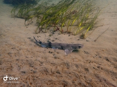 Scyliorhinus canicula