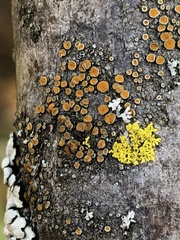 Caloplaca cerina
