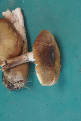 Armillaria ostoyae
