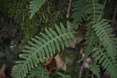 Polypodium