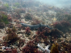 Scyliorhinus canicula