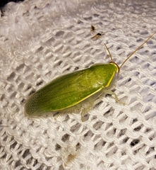 Panchlora nivea