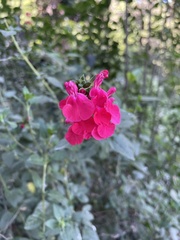 Salvia microphylla