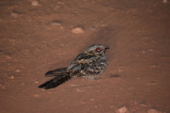 Caprimulgus ruficollis