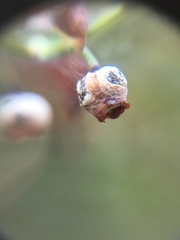 Monilinia vaccinii-corymbosi