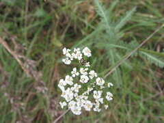 Coccinula quatuordecimpustulata
