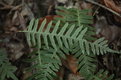Polypodium