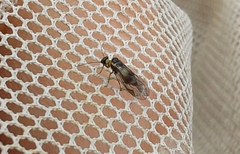 Elipsocidae