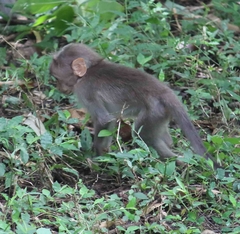 Macaca