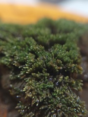 Bryum argenteum