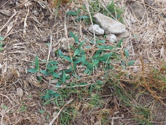 Thuarea involuta