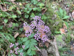 Pimpinella