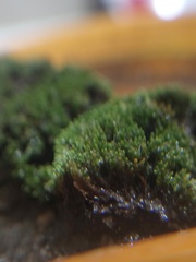 Bryum argenteum