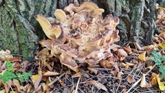 Meripilus giganteus