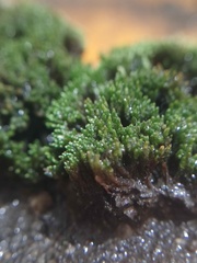 Bryum argenteum