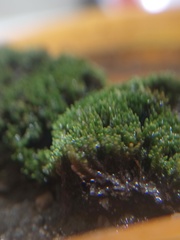 Bryum argenteum