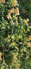 Atriplex aucheri