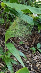 Dichanthelium polyanthes