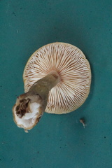 Armillaria ostoyae