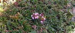 Thymus praecox