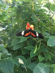 Heliconius hortense