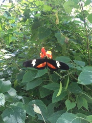 Heliconius hortense