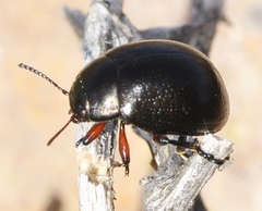 Chrysolina lepida