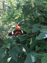 Heliconius hortense