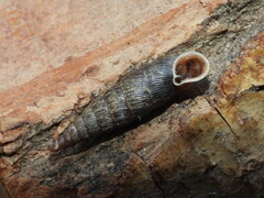 Macrogastra attenuata