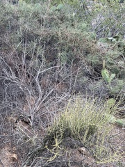 Adolphia californica