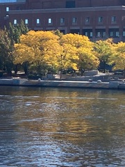 Handroanthus guayacan