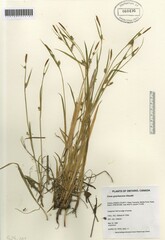 Carex gracilescens