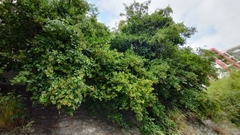 Ehretia anacua