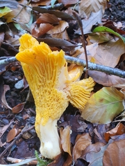 Cantharellus cibarius