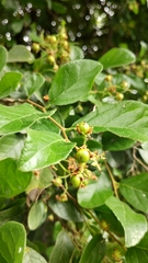 Ehretia anacua