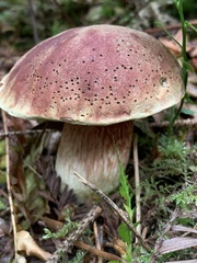 Boletus smithii