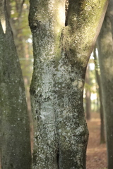 Fagus sylvatica