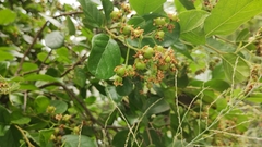 Ehretia anacua