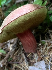 Boletus smithii