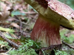 Boletus smithii