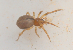 Trachelidae