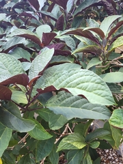 Clerodendrum quadriloculare