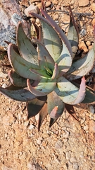 Aloe