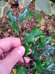 Ilex cornuta