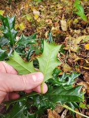 Ilex cornuta